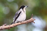 Silver-backed Butcherbirdborder=